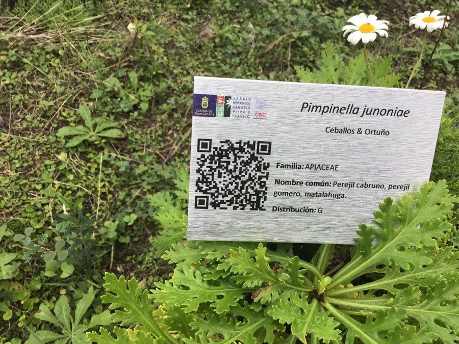 Pimpinella junionae flower