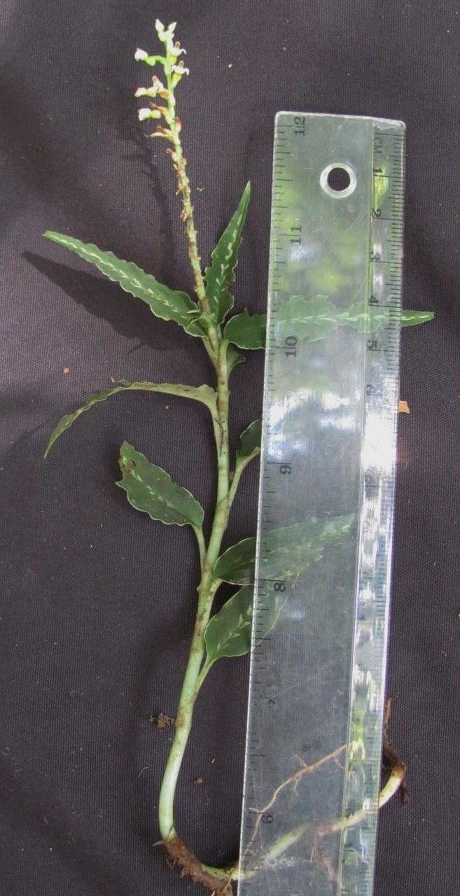 Platythelys maculata other