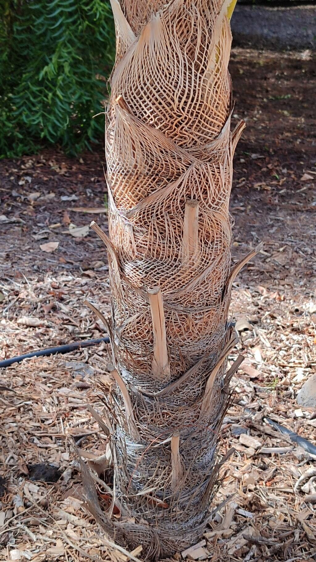 Coccothrinax pauciramosa bark
