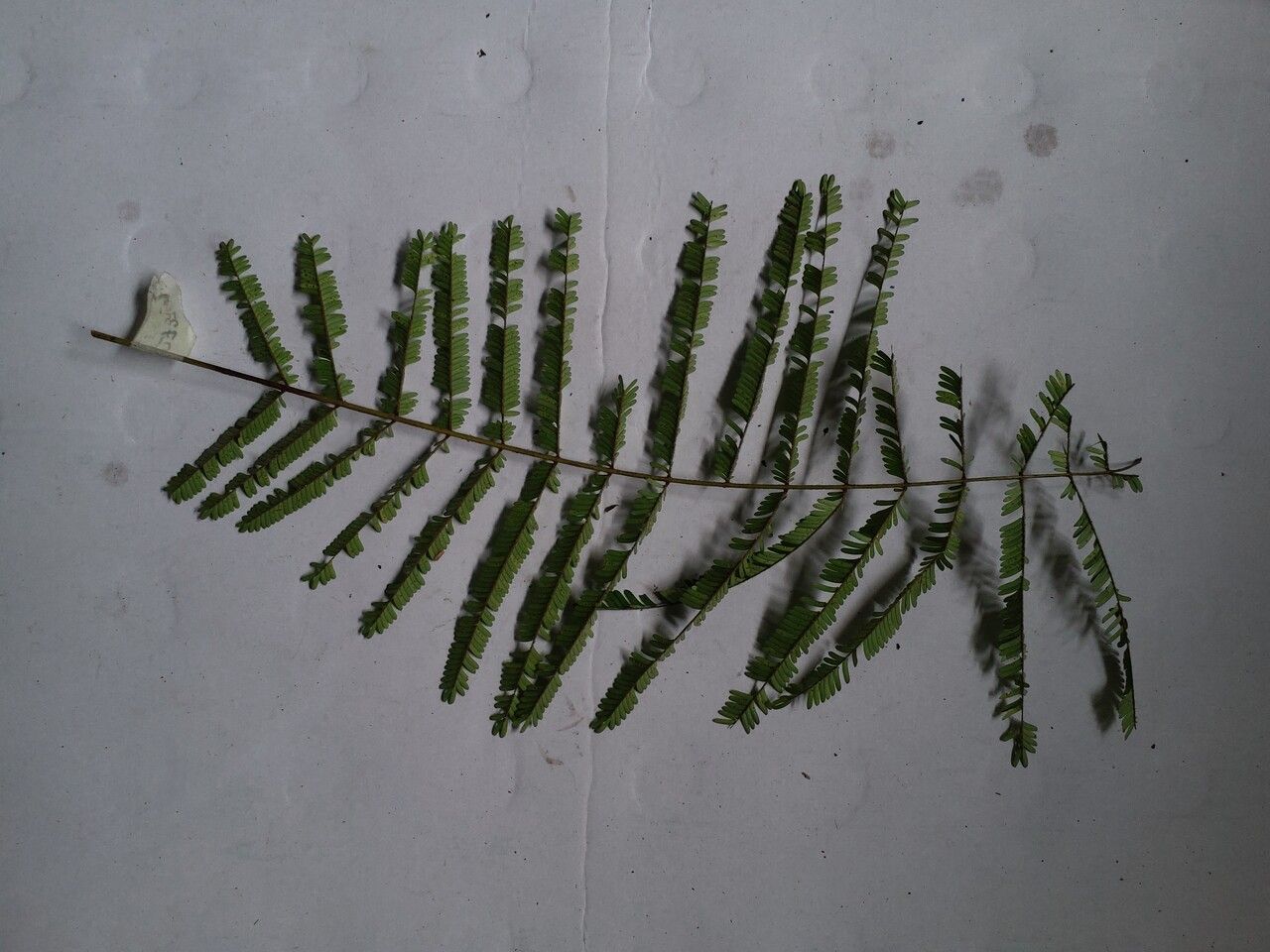 Parkia velutina leaf