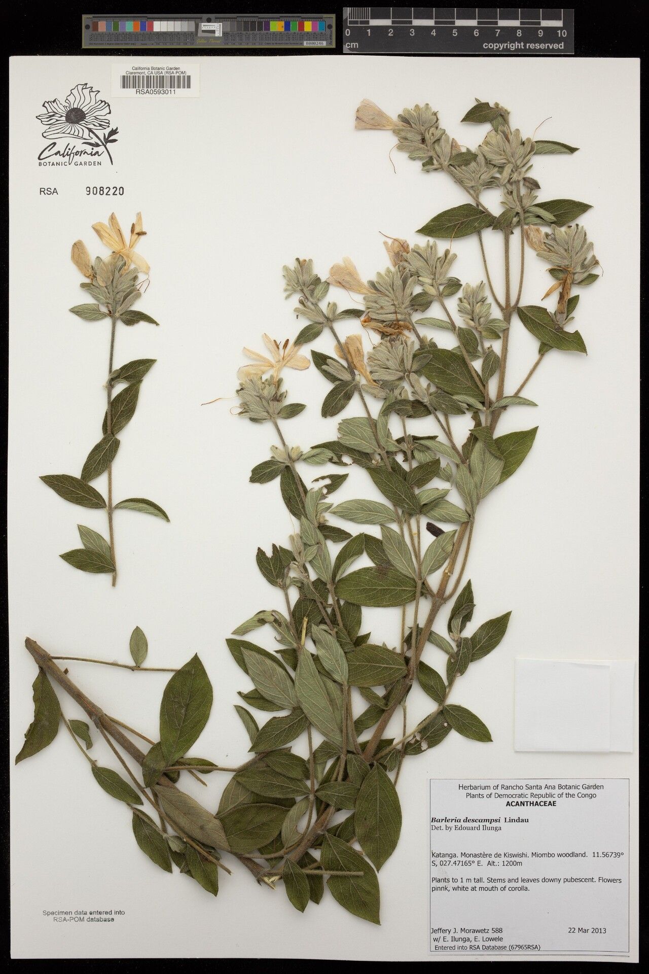 Barleria descampsii — houseplant care guide