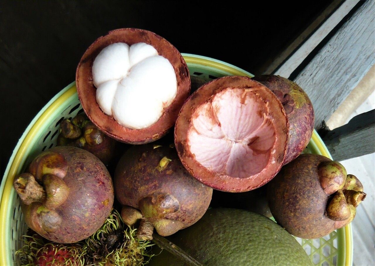 Garcinia × mangostana fruit