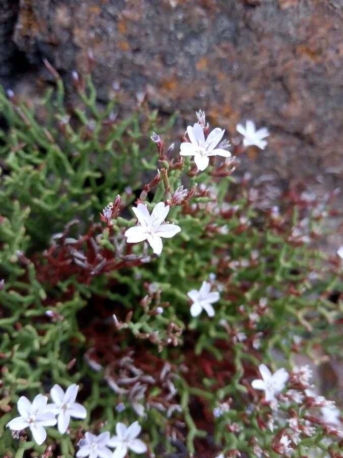 Limonium pseudominutum flower