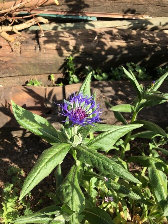 Cyanus lugdunensis habit