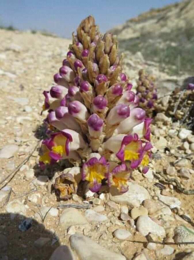 Cistanche violacea flower