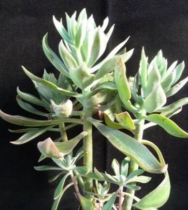 Echeveria guatemalensis — houseplant care guide