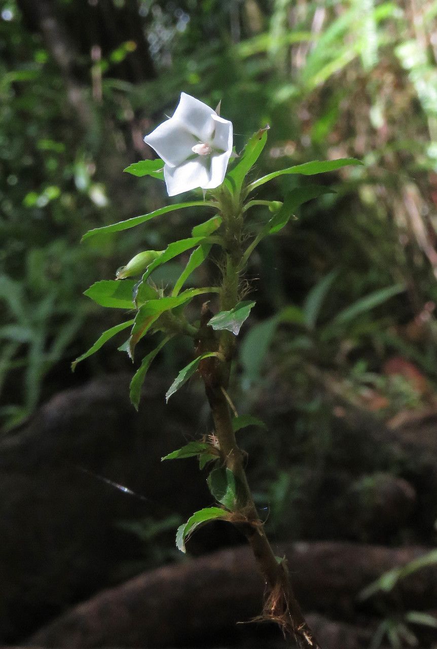 Sauvagesia erecta flower