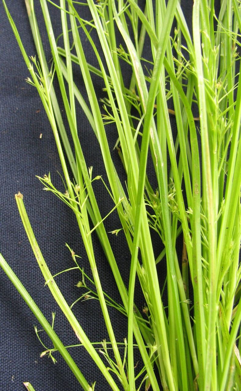 Rhynchospora contracta other