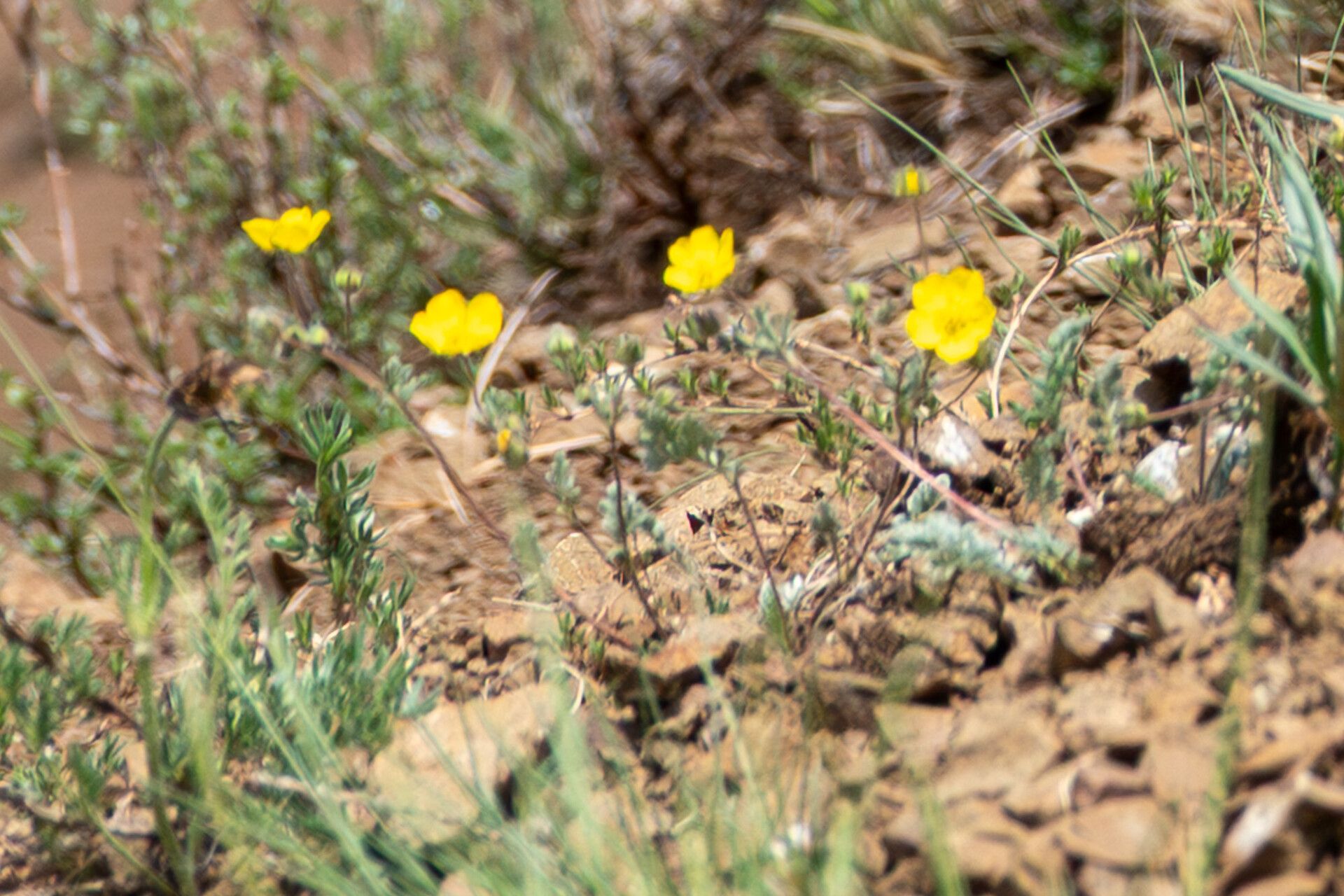 Potentilla sericea — houseplant care guide