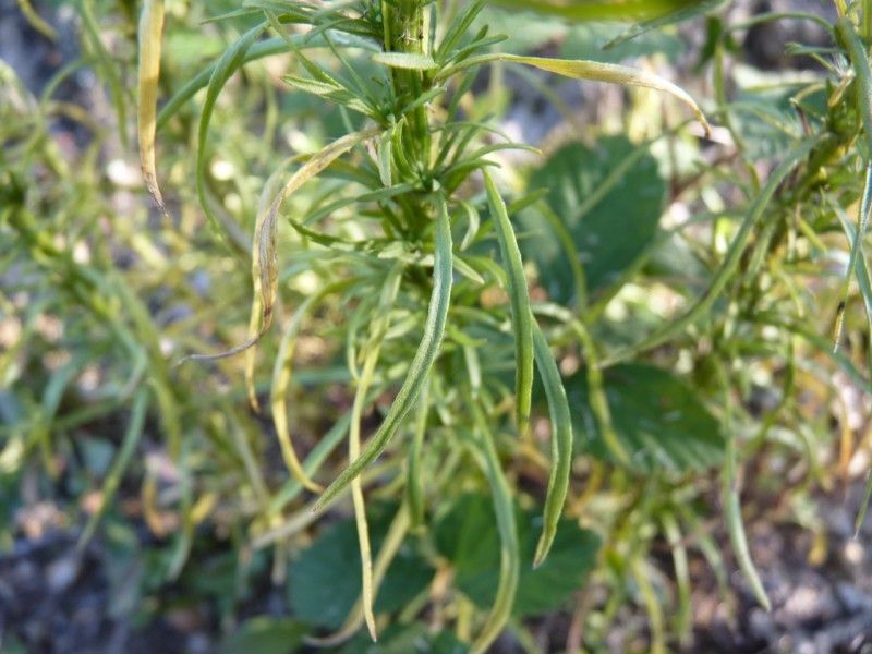 Erigeron blakei leaf