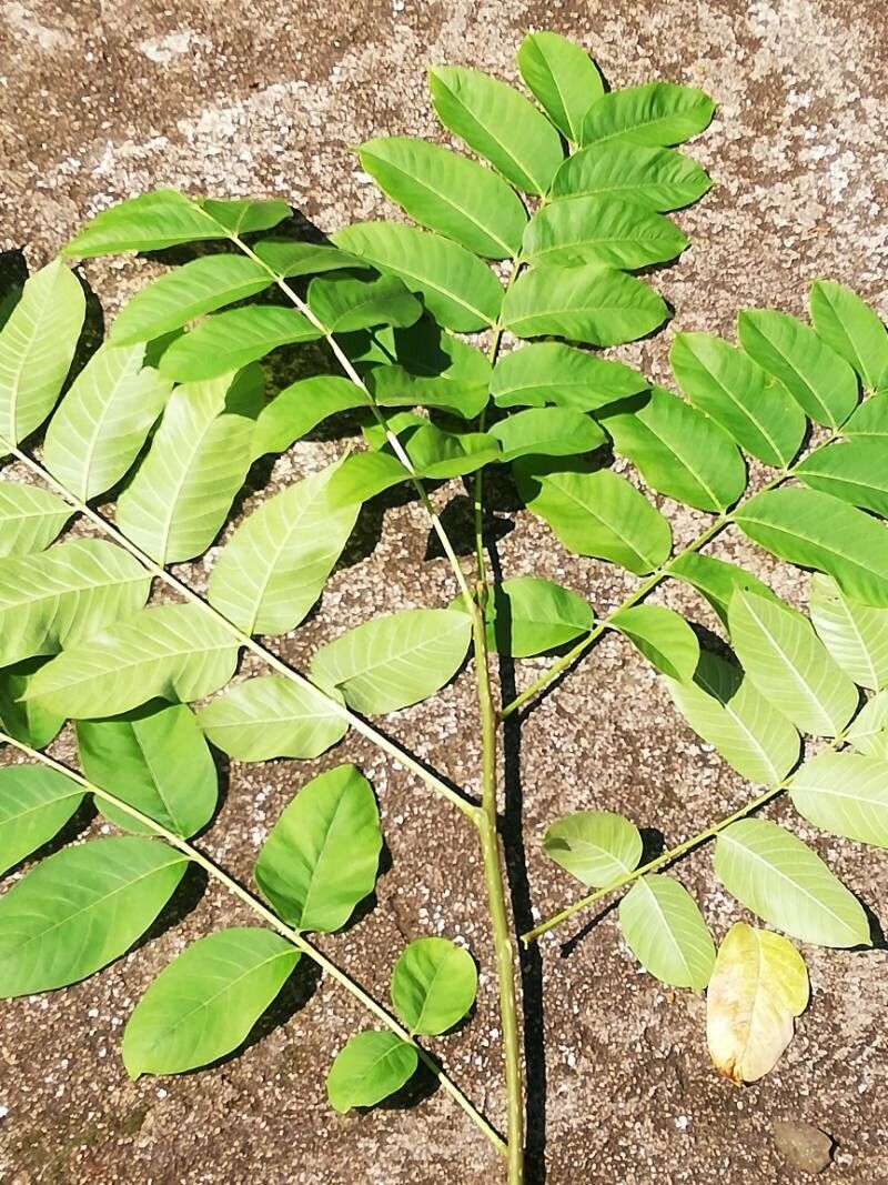 Cedrela salvadorensis — related species from the same genus