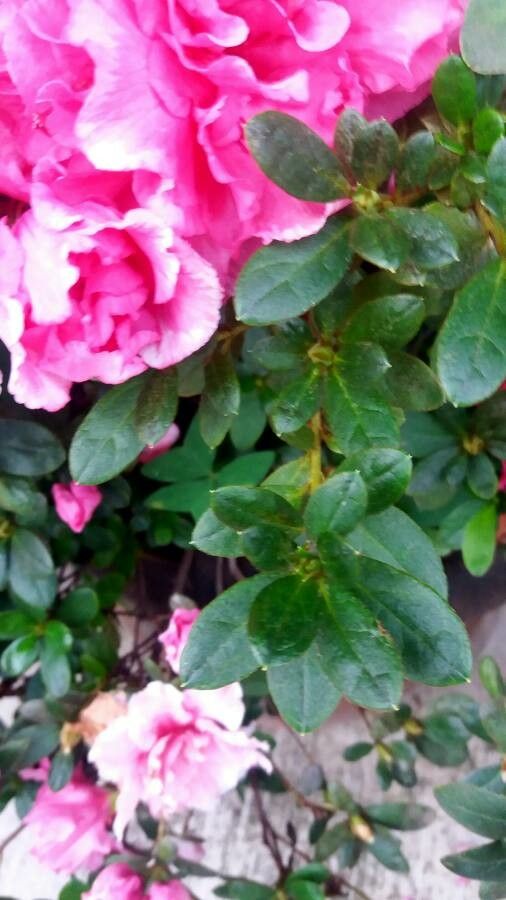 Azalea alabamensis — search result for 'Alabama'