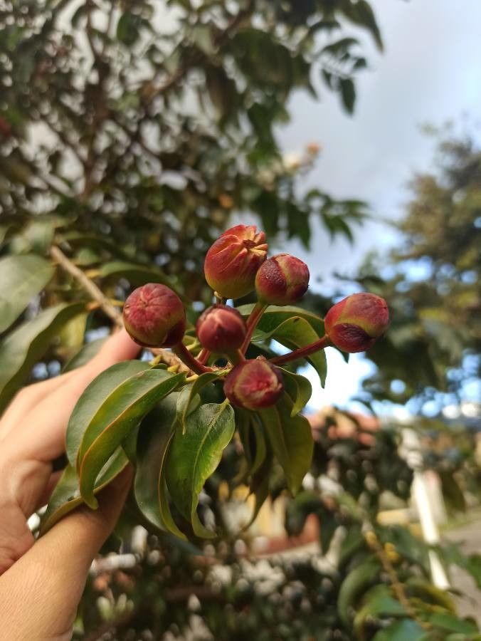 Lafoensia acuminata fruit