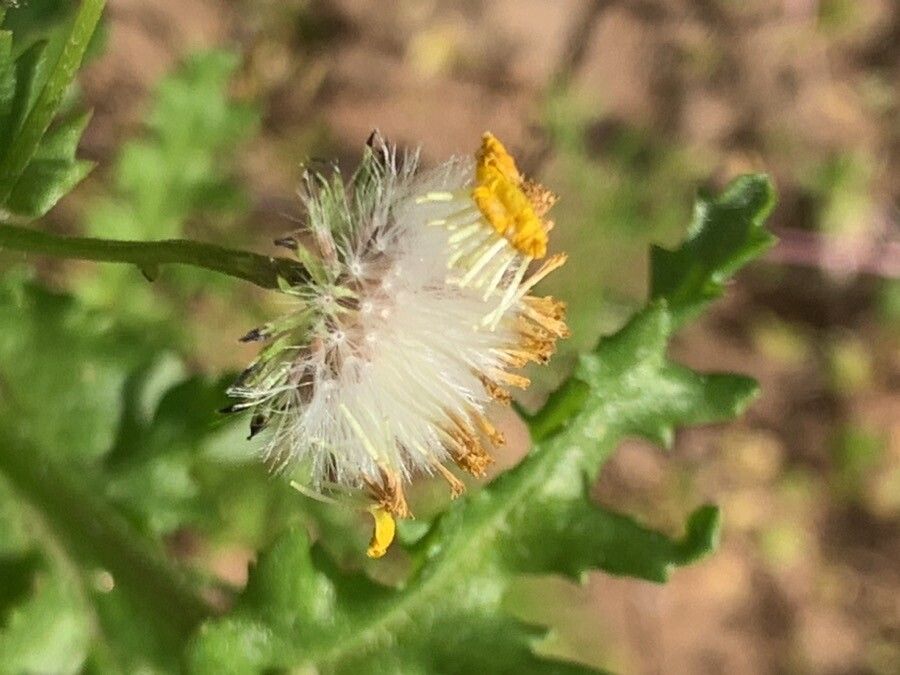 Senecio joppensis fruit