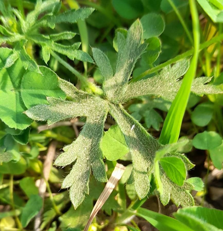 Modiolastrum gilliesii — related species from the same genus