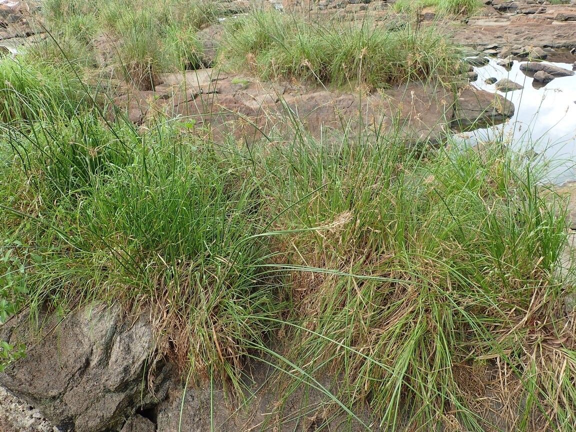 Cyperus cataractarum — houseplant care guide