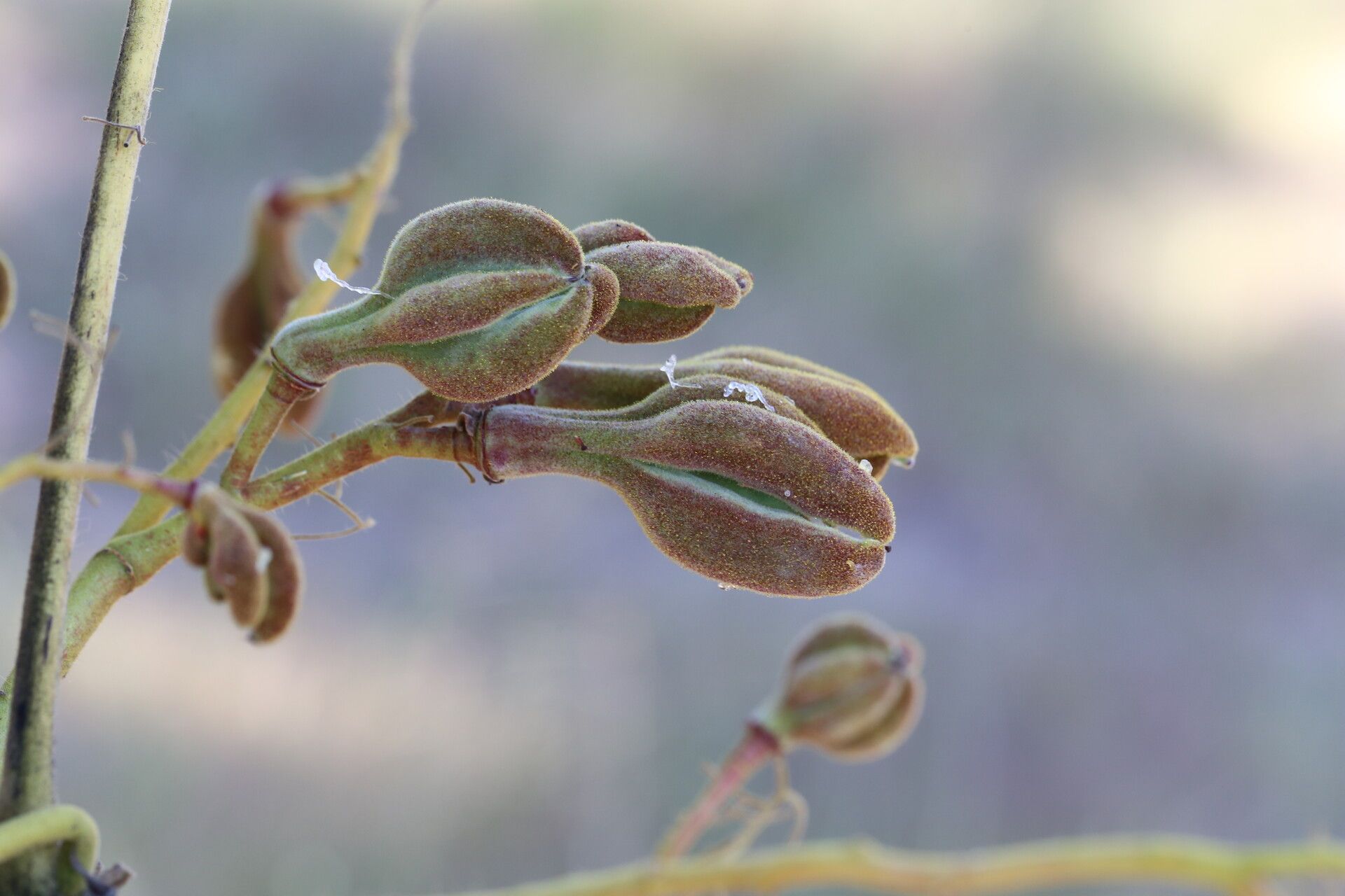 Sterculia quinqueloba fruit