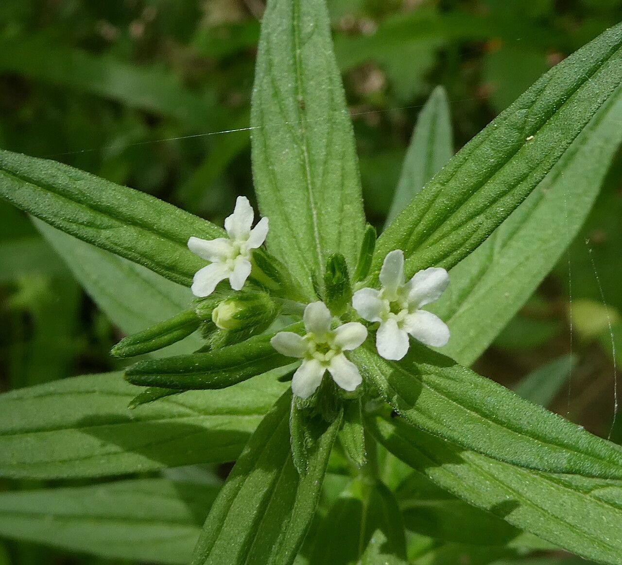 Lithospermum officinale flower