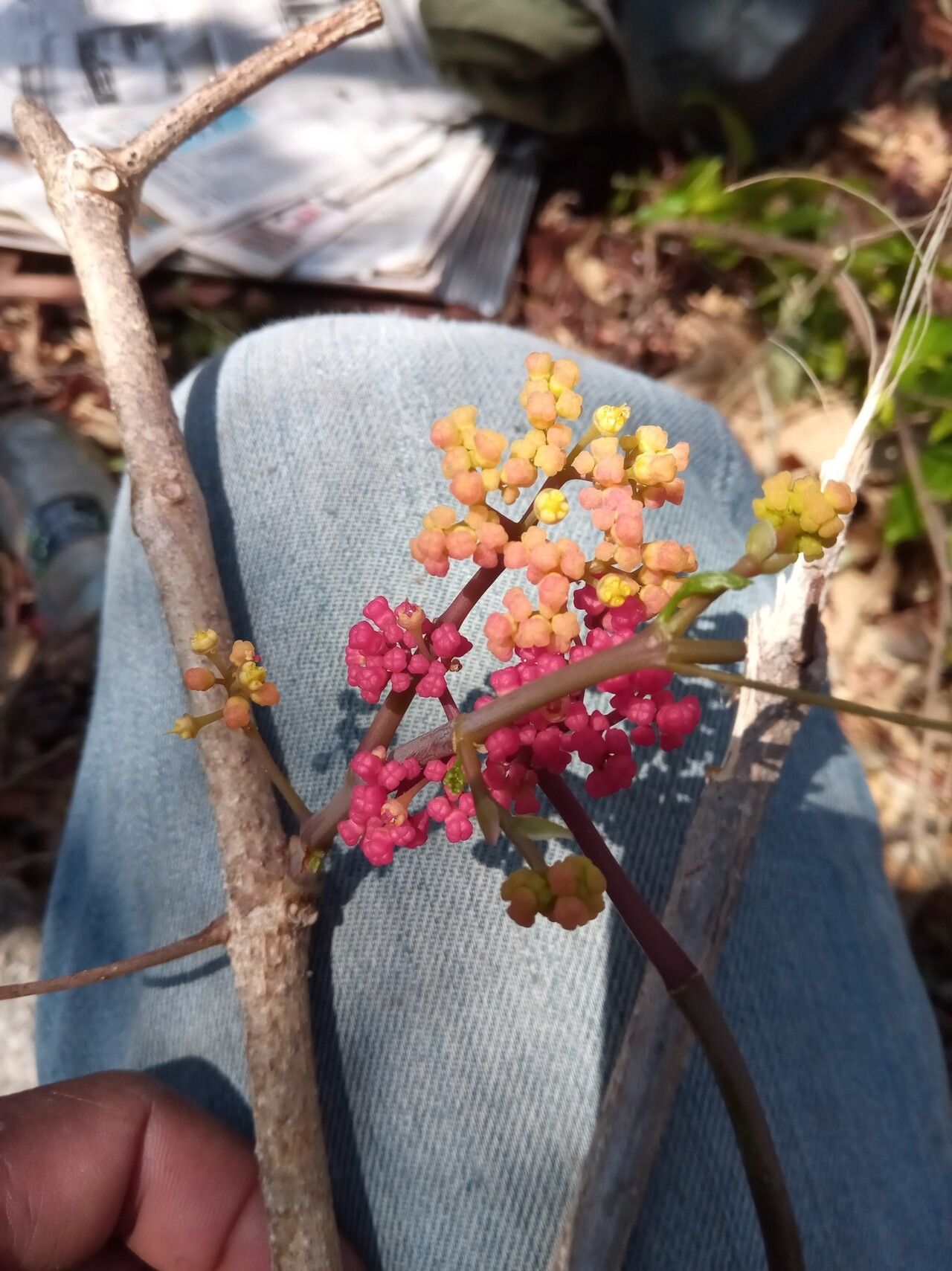 Cyphostemma ankirihitrense — search result for 'Cyphostemma'