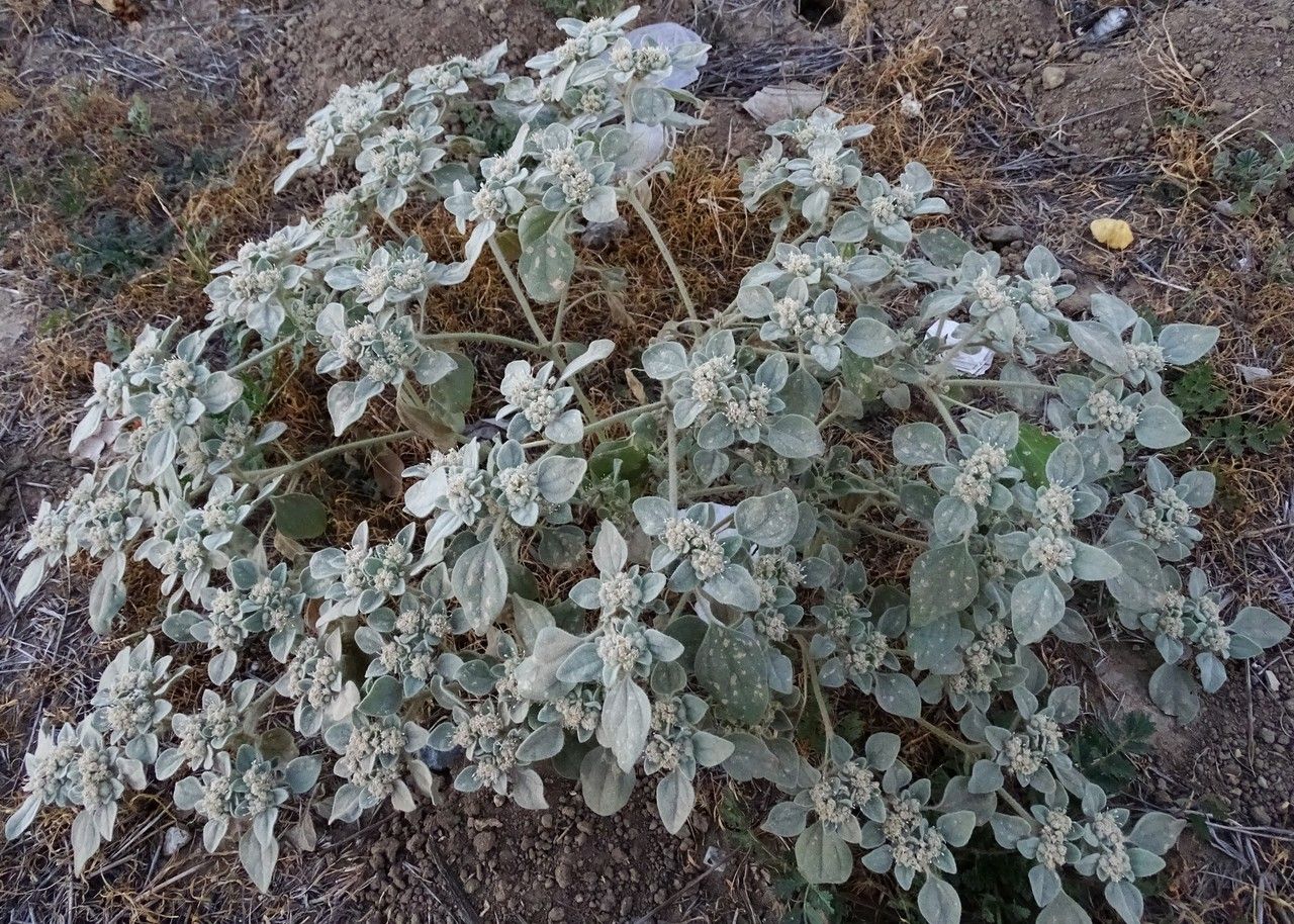Croton setigerus bark
