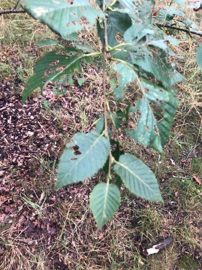 Betula globispica — search result for 'Betula'