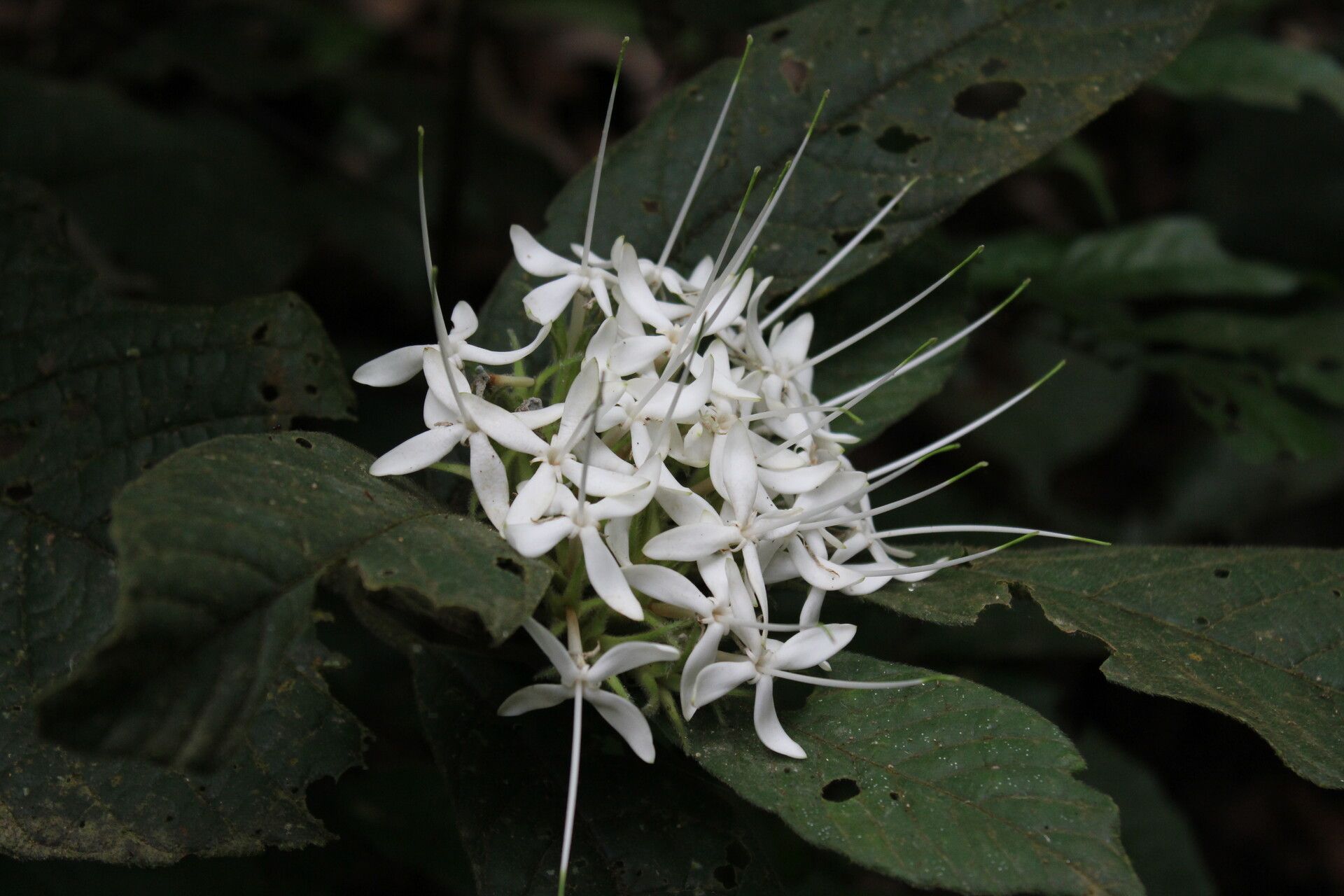 Pavetta hispida flower
