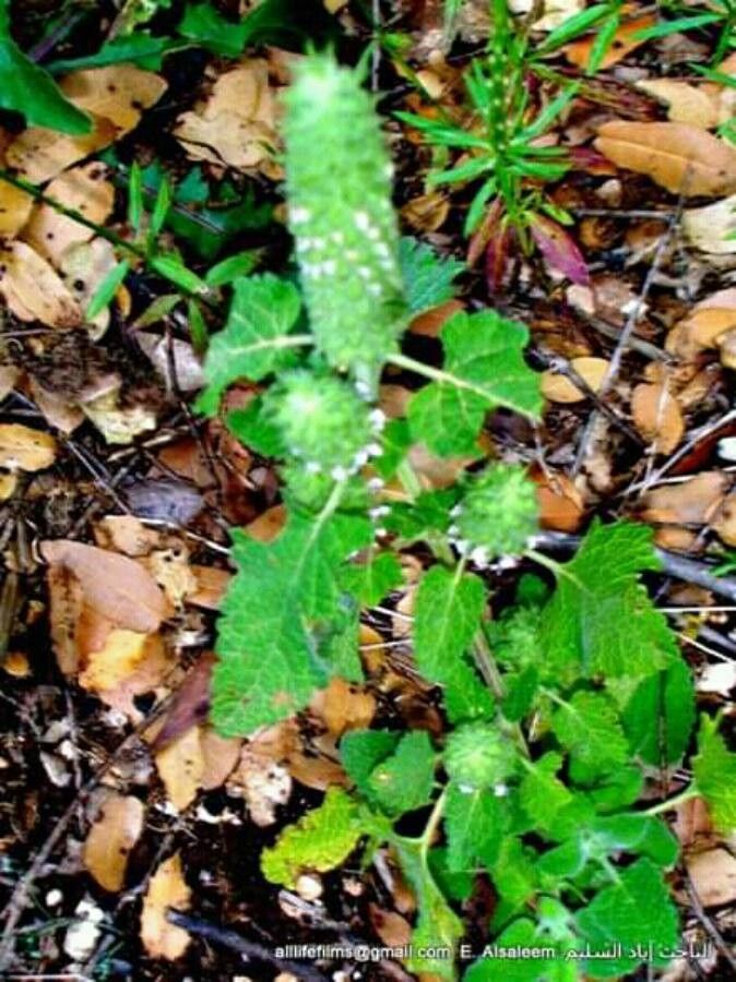 Teucrium lamiifolium — search result for 'Teucrium'