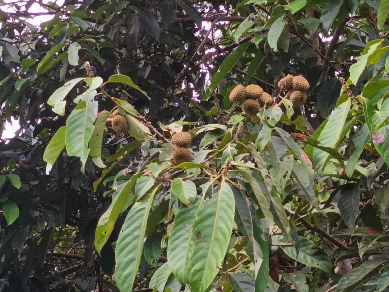 Lithocarpus echinifer — search result for 'Lithocarpus'