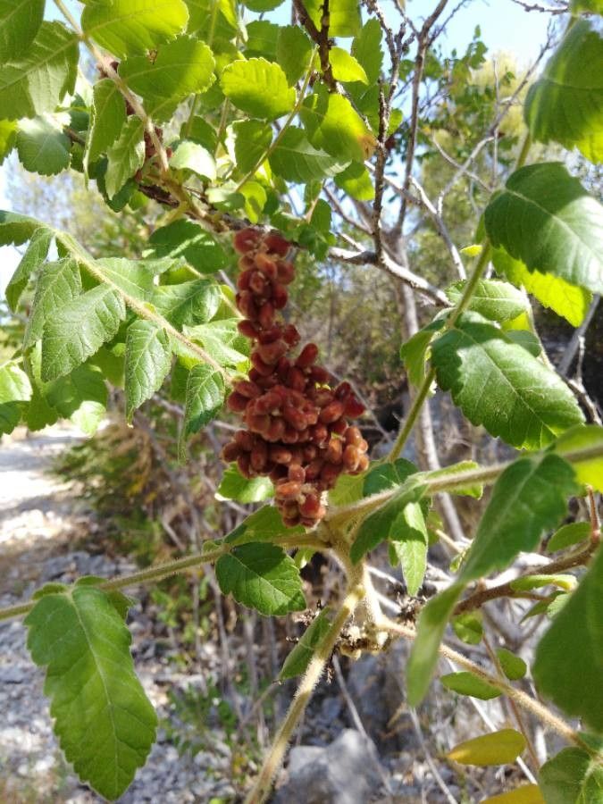 Rhus coriaria flower