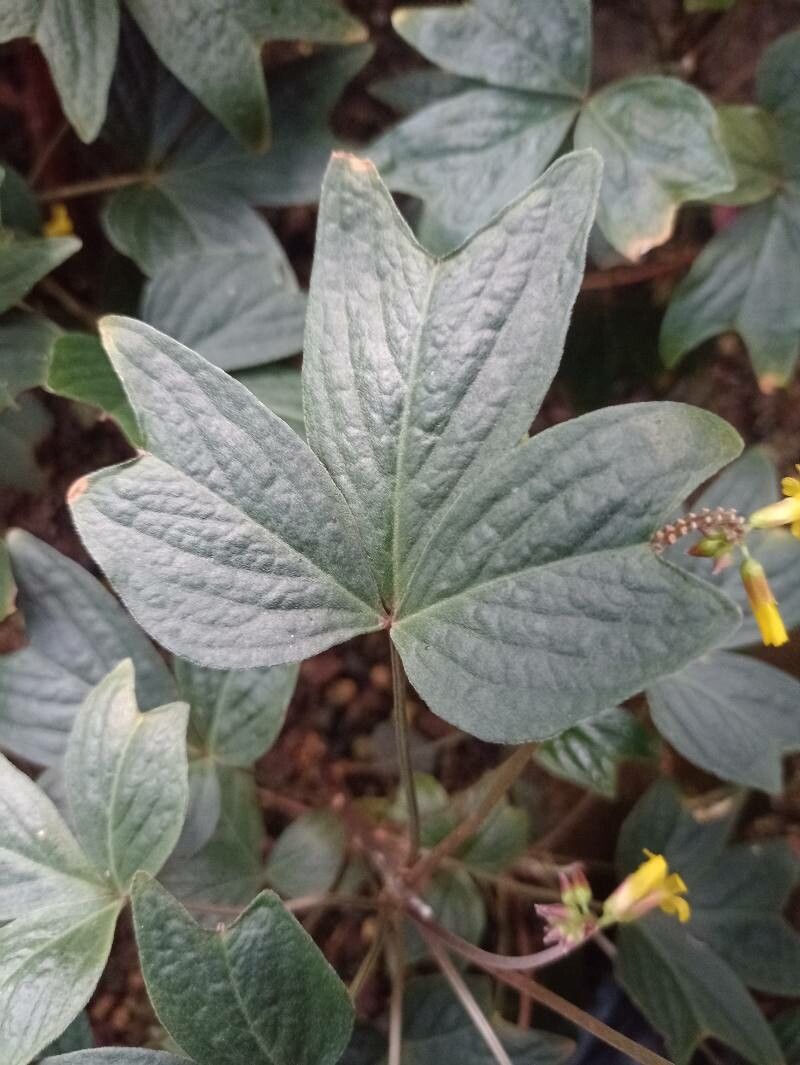 Oxalis ortgiesii leaf