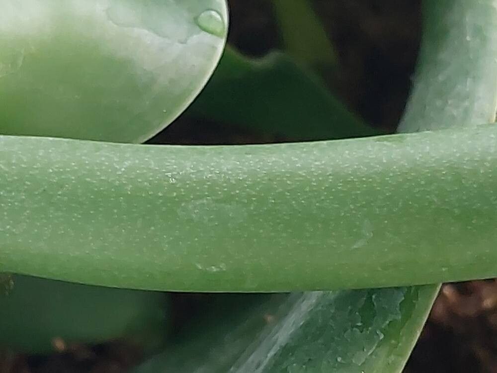 Brassavola flagellaris bark