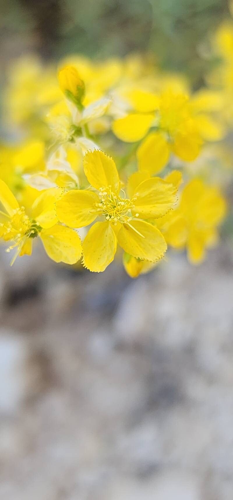 Hypericum helianthemoides flower