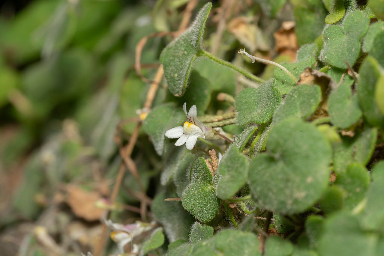Cymbalaria microcalyx flower