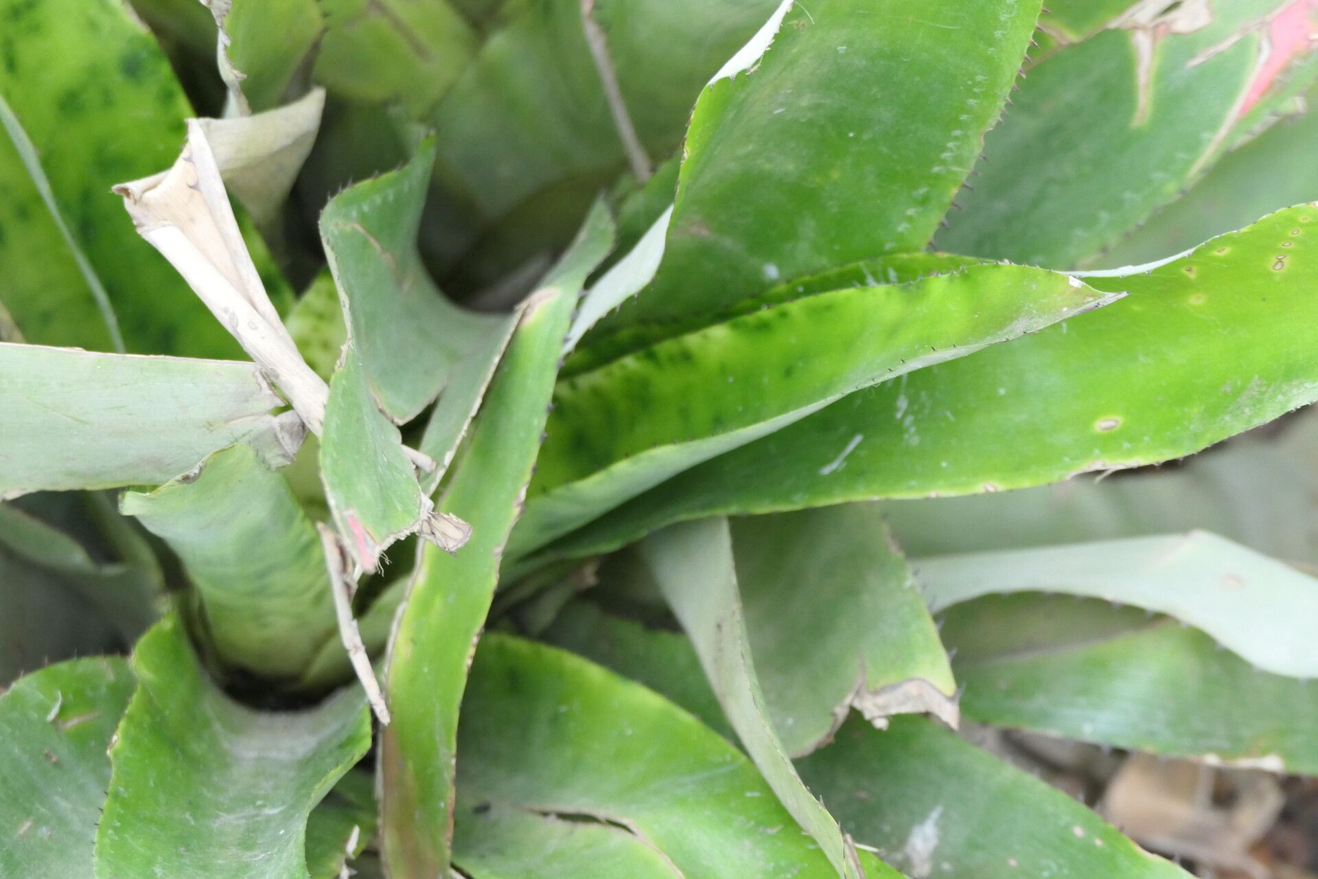 Canistrum cyathiforme — related species from the same genus