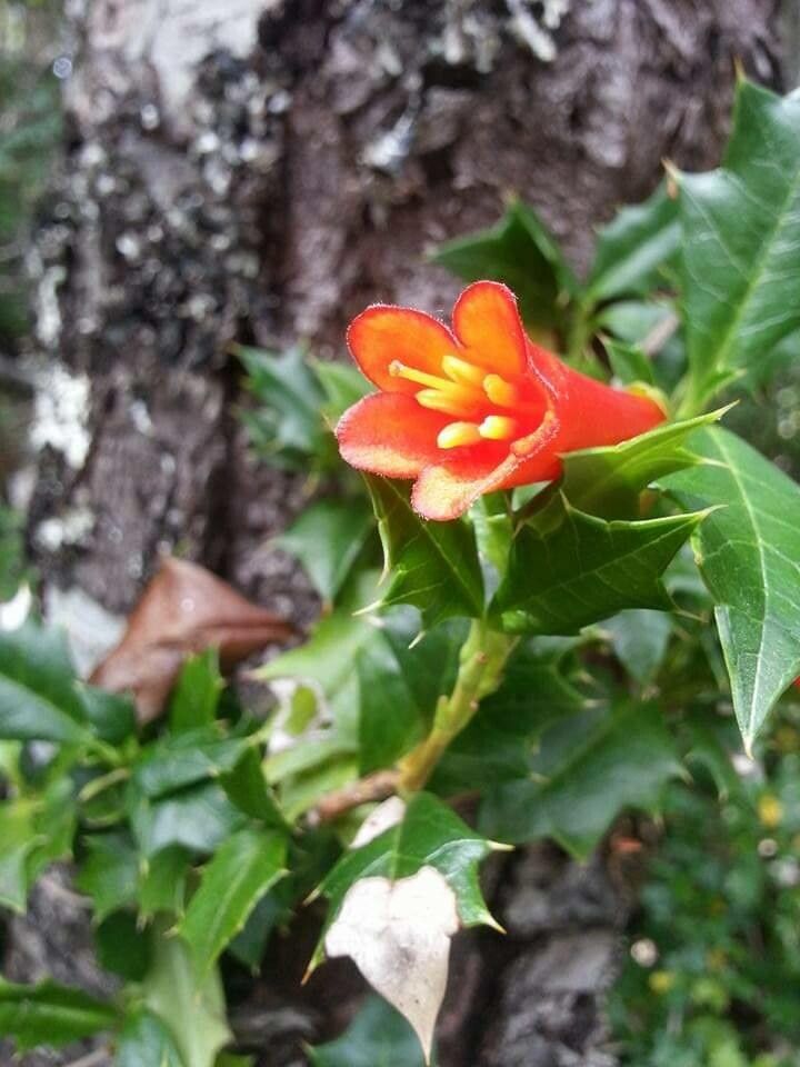 Desfontainia spinosa flower