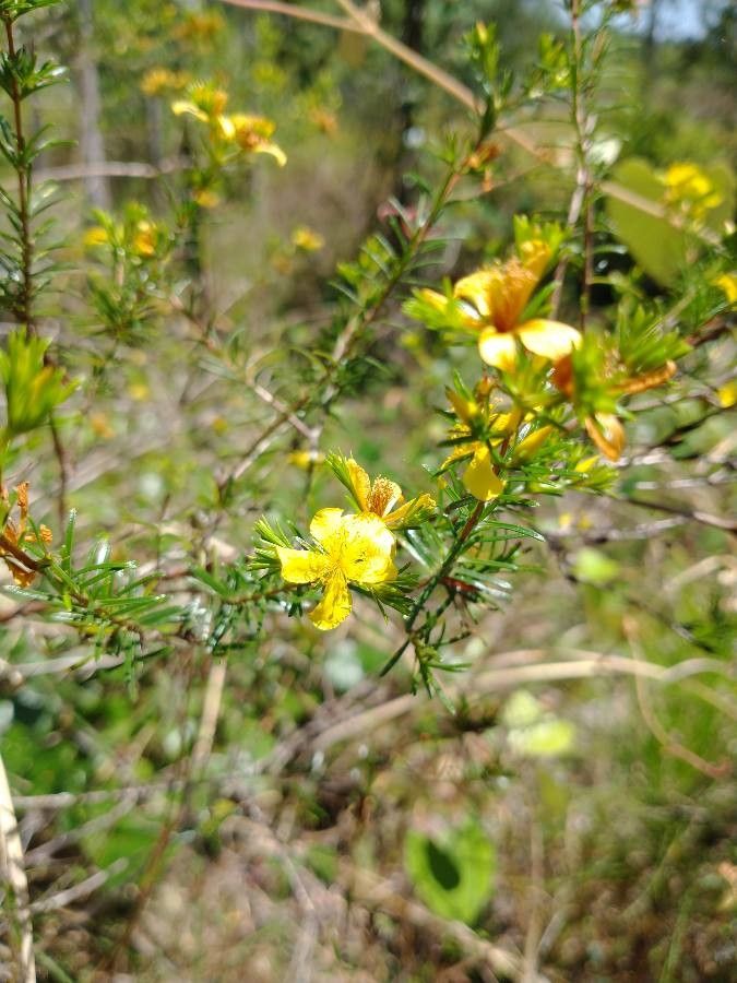Hypericum fasciculatum flower