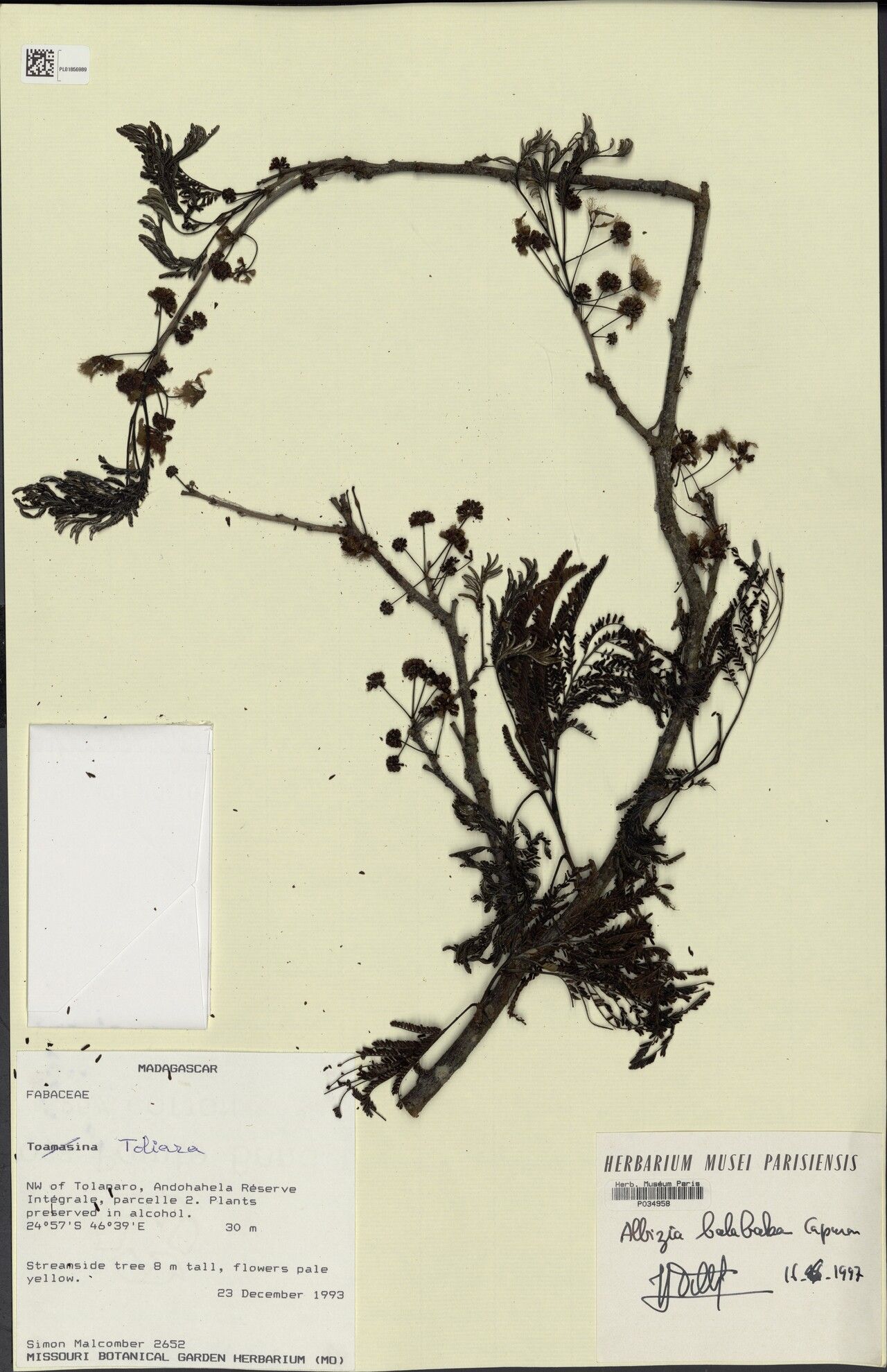 Albizia balabaka — houseplant care guide