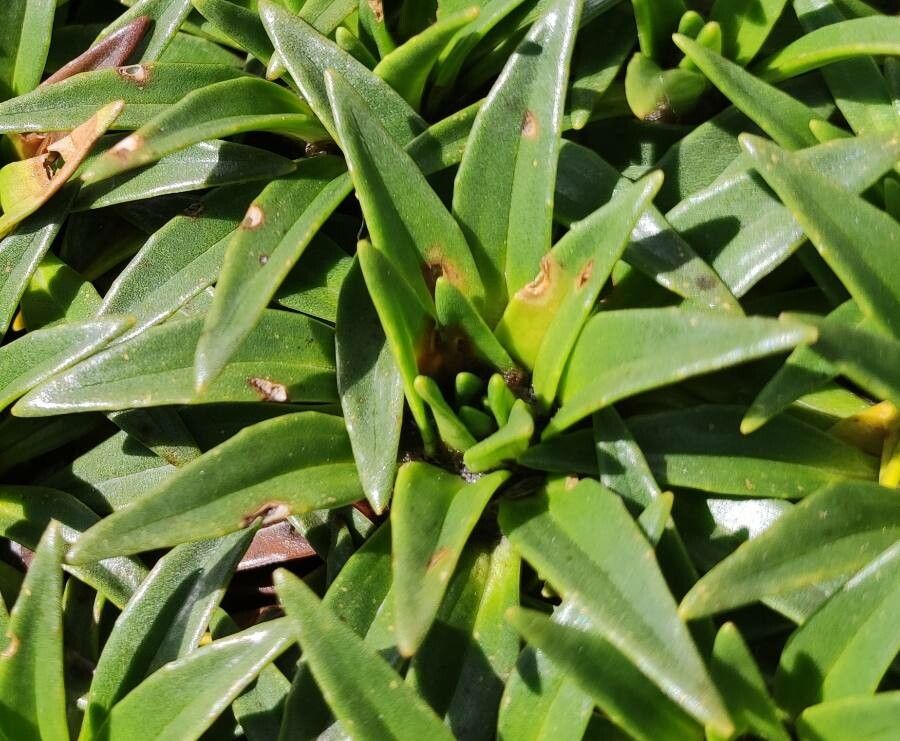 Plantago rigida leaf