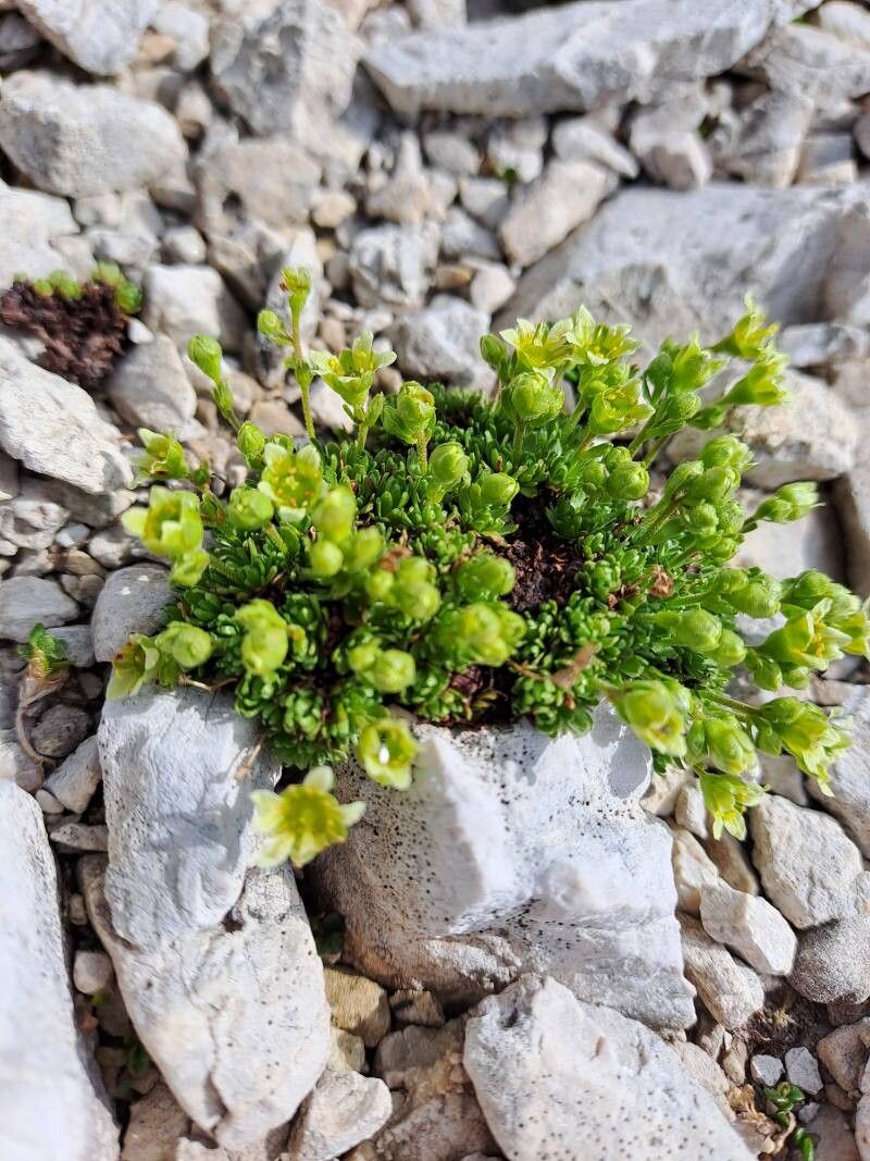 Saxifraga facchinii flower