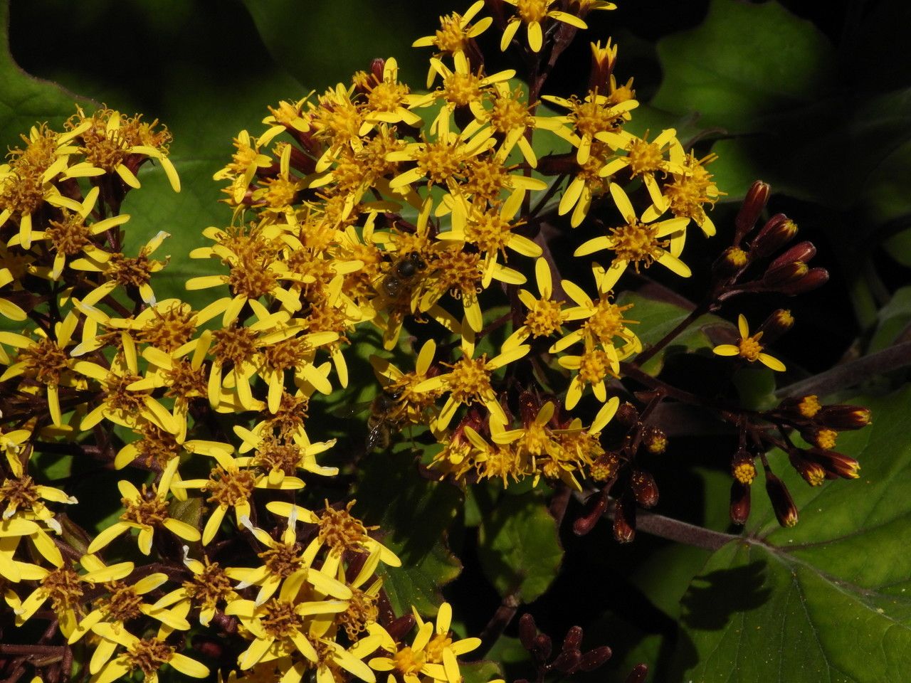 Roldana petasitis flower