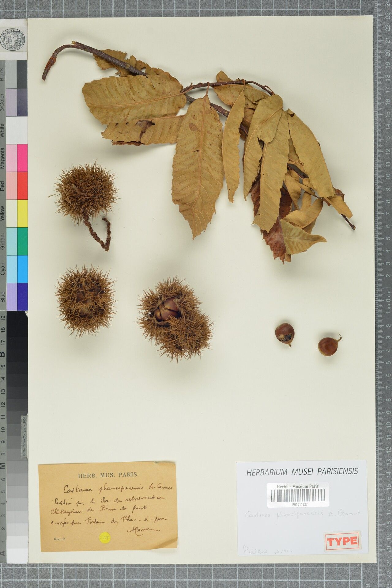 Lithocarpus phansipanensis — houseplant care guide