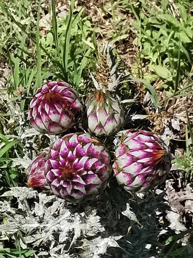 Onopordum illyricum fruit