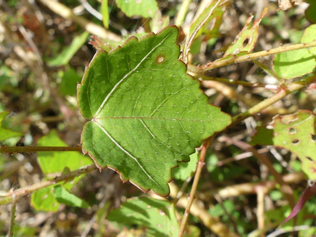 Hibiscus surattensis leaf