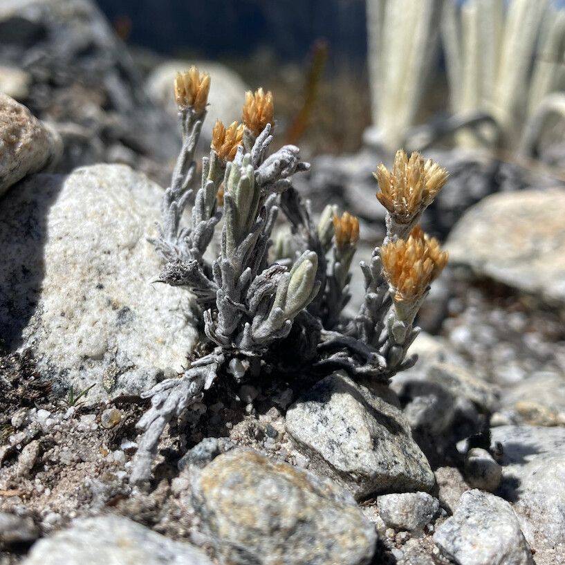 Achyrocline lehmannii habit