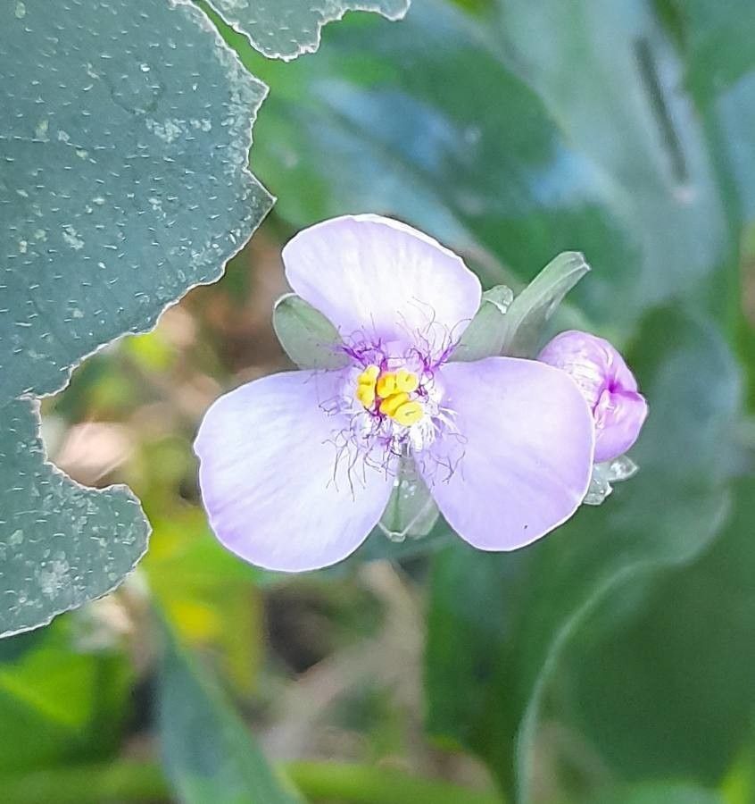 Tripogandra diuretica flower