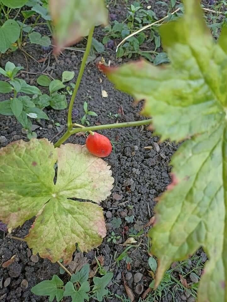 Sinopodophyllum hexandrum leaf
