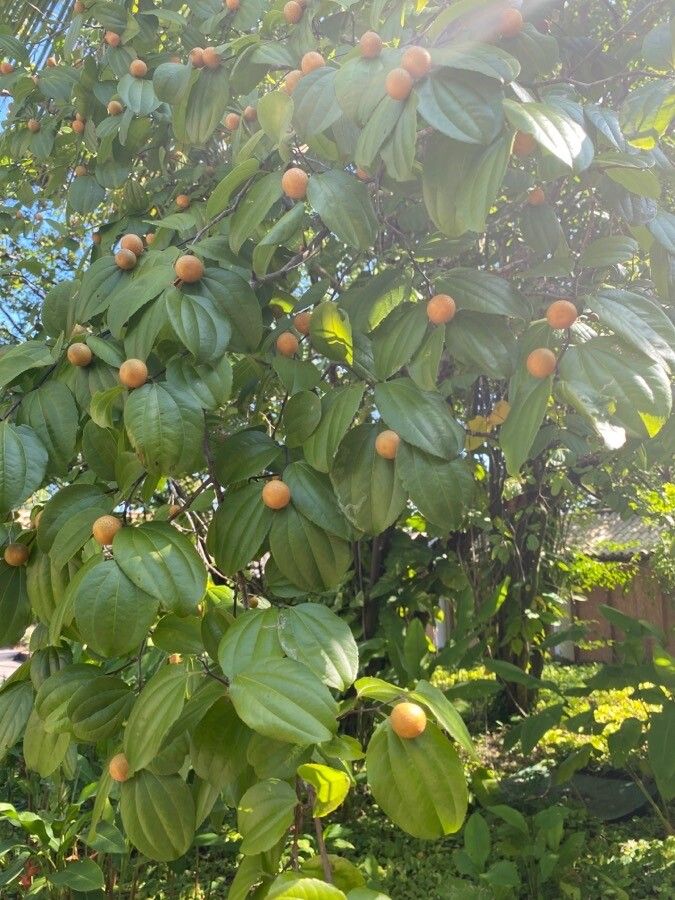 Ziziphus joazeiro fruit