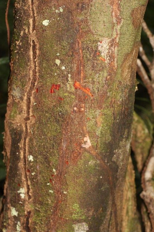 Cupania scrobiculata bark