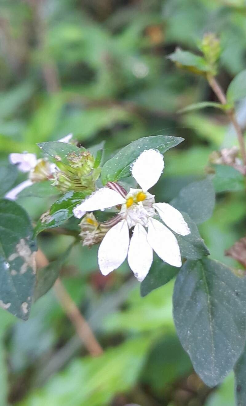 Cuphea ingrata flower