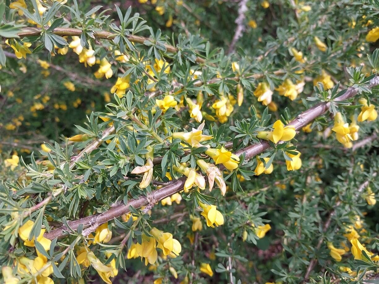 Caragana aurantiaca other